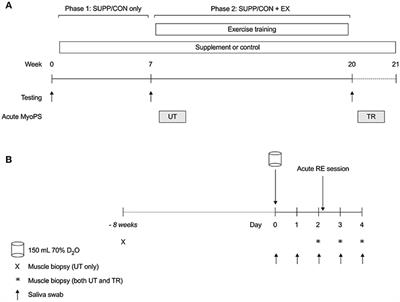 Integrated Myofibrillar Protein Synthesis in Recovery From Unaccustomed and Accustomed Resistance Exercise With and Without Multi-ingredient Supplementation in Overweight Older Men